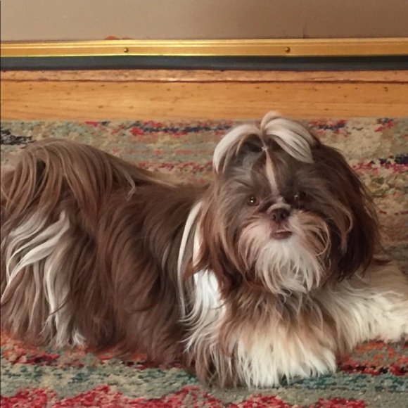 Meet your Posher, Sandra - Picture 1 of 1